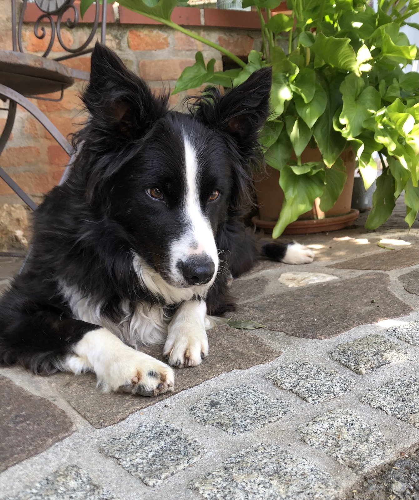 Hofhund Kit am Milchmädchen-Ziegenhof