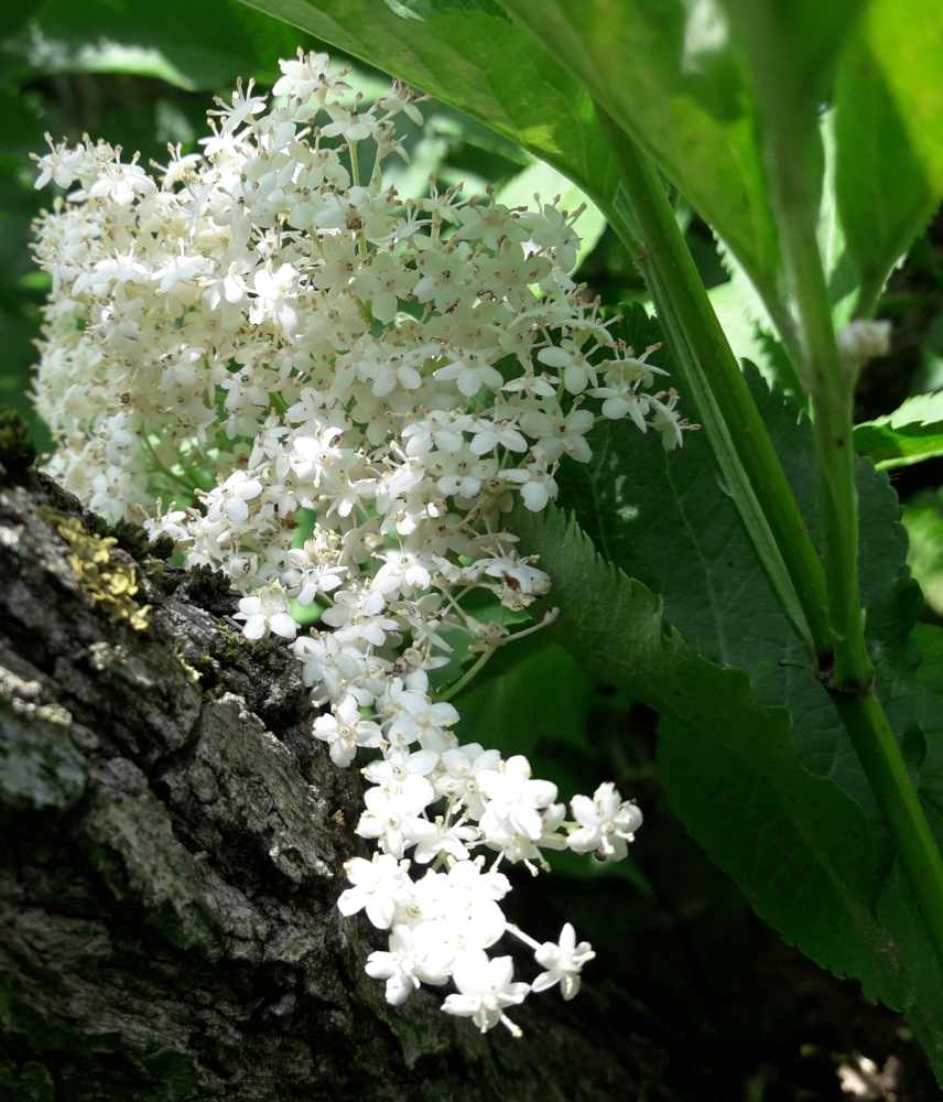 Holunderblüte am Milchmädchen-Ziegenhof